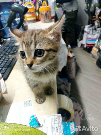 Котëнок девочка в добрые руки
