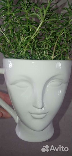 Седум мексиканум в белой кружке