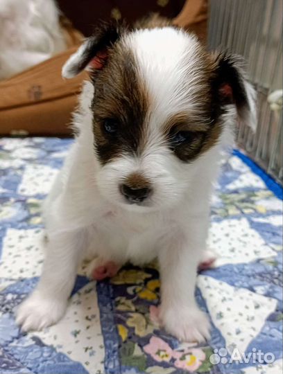 Щенки папийона