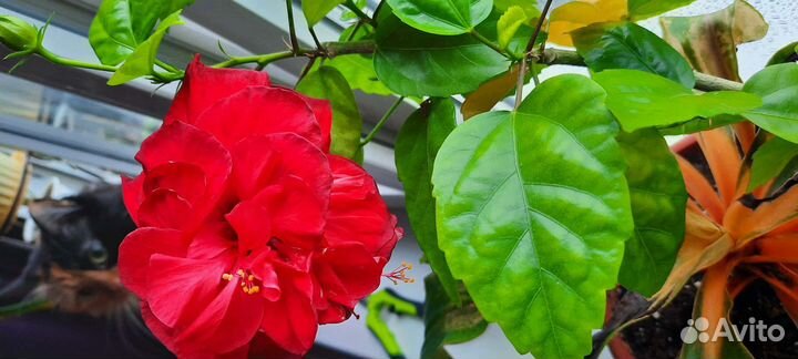 Гибискус китайская роза