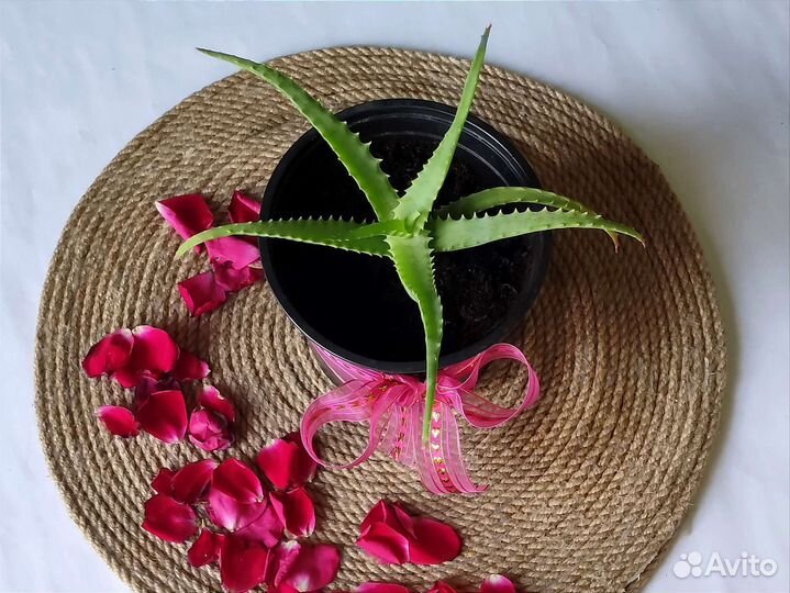 Алоэ вера растение с удивительной историей