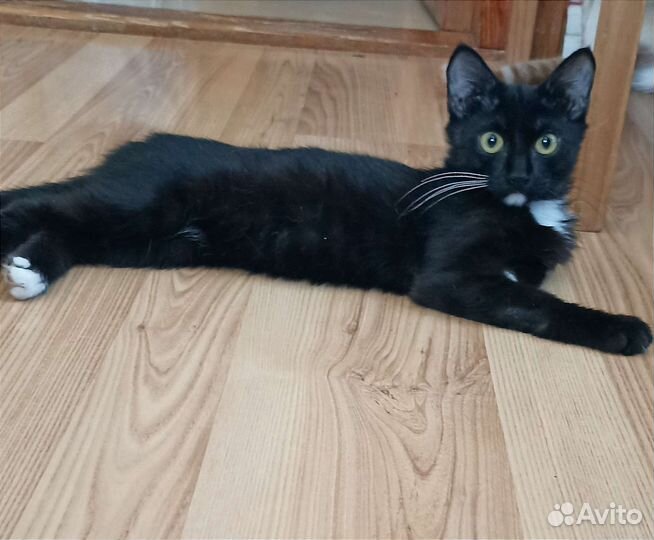 Котенок девочка в добрые руки