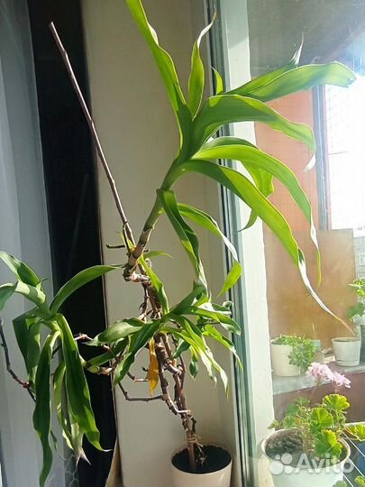 Растение золотой ус