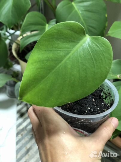 Монстера Делициоза (крупная форма)