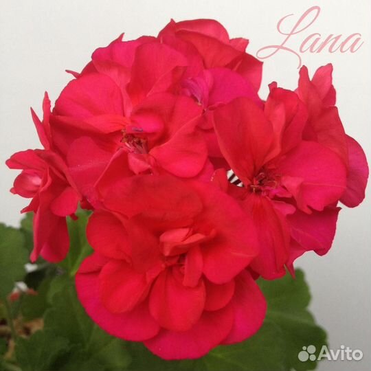 Пеларгония сортовая