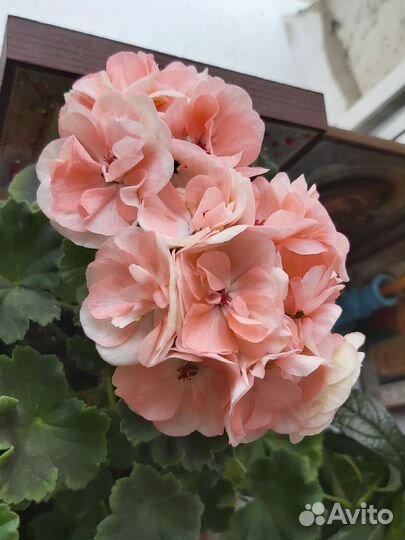 Комнатные цветы