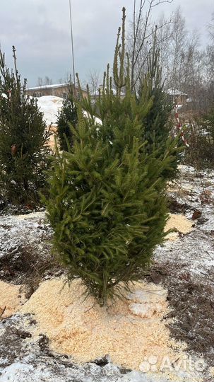 Ель обыкновенная новогодняя