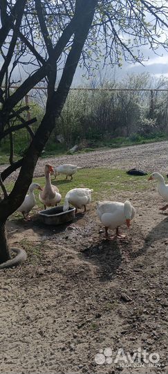 Инкубационное яйцо гусей