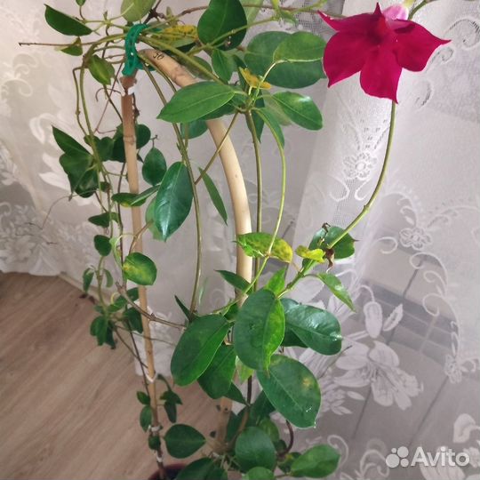 Дипладения, гревия