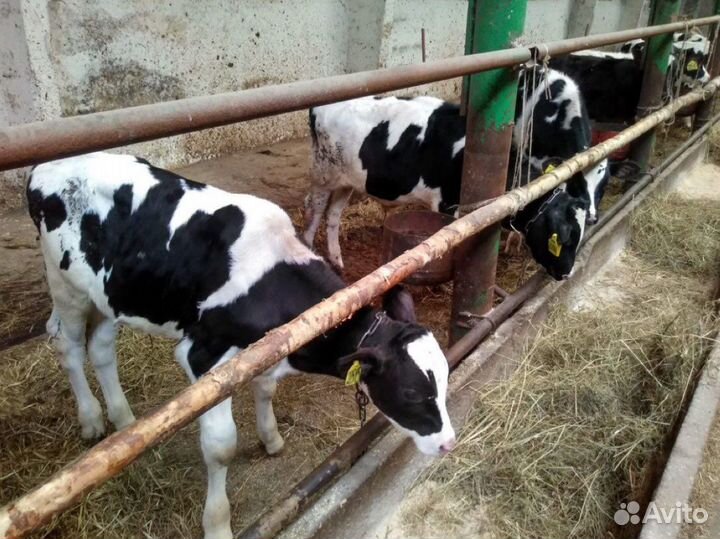 Телята телочки