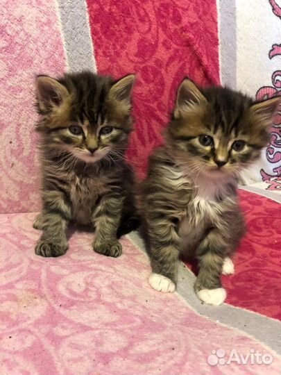 Котята в добрые руки бесплатно