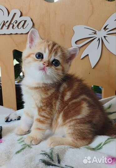 Шотландская мраморное золото