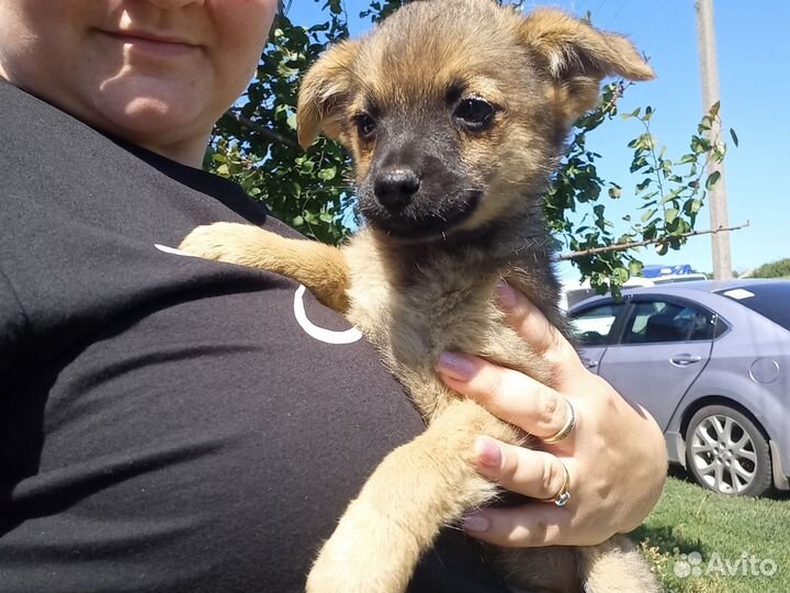 Щенок в добрые руки бесплатно маленькая порода