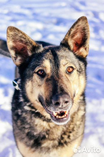 Красивая собака с тяжелой судьбой