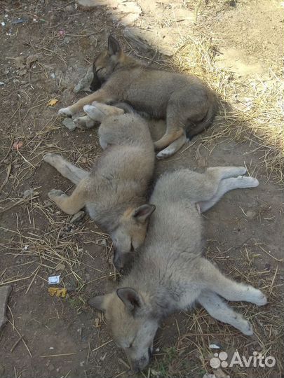 Отдам щенков лайки