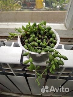 Цитрусы и комнатные цветы