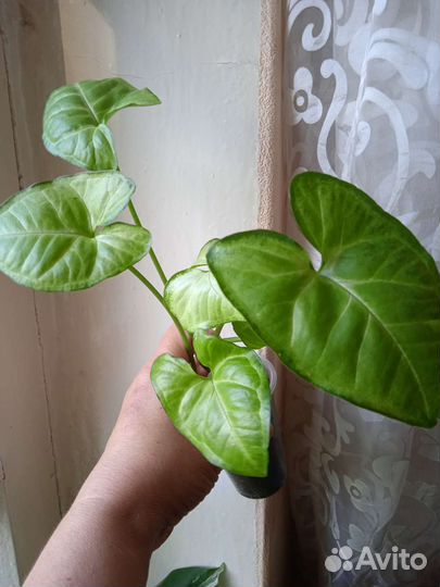 Фикус шривериана, сингониум вайт империал