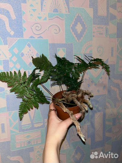 Комнатные цветы