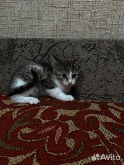 Отдам котят