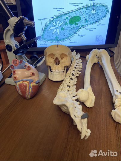 Репетитор по биологии / Подготовка к егэ, огэ