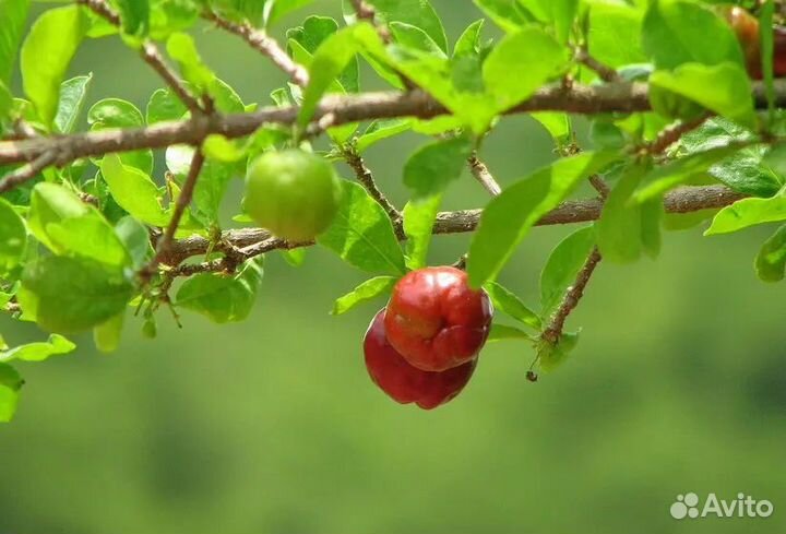 Барбадосская вишня