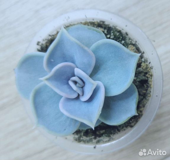 Суккуленты разные