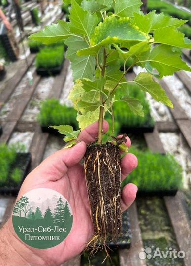 Зкс Сосна сеянцы Ели Лиственницы окс Голуб Горная