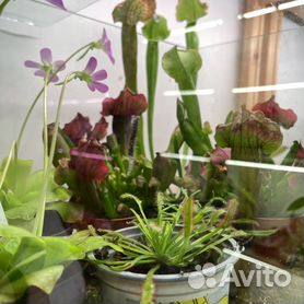 Живые террариумные растения купить недорого: цены в интернет-магазине Exomenu СПб и Москва