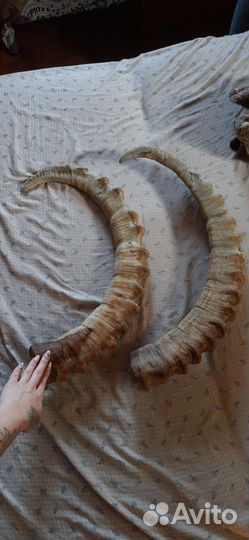 Рога горного козла