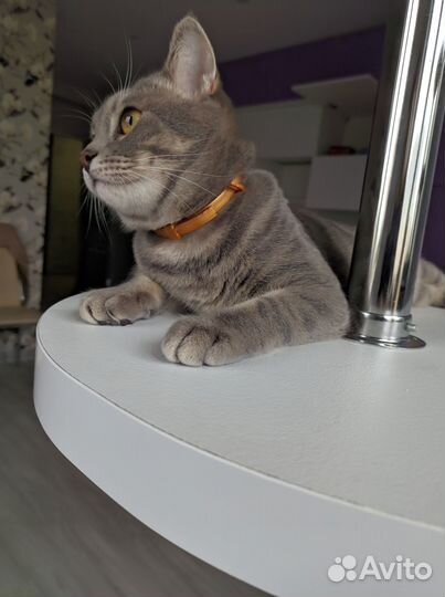 Передержка для кошек