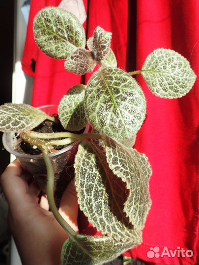 Медно-красная эписция макушки