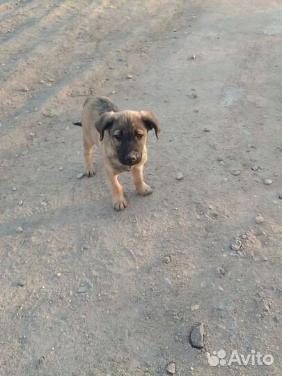 Собака в добрые руки отдам бесплатно