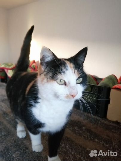 Кошки в добрые руки