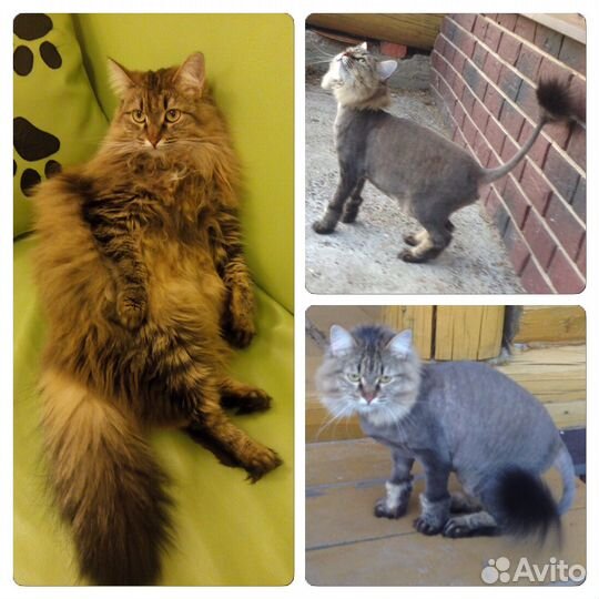 Стрижка Кошек. С уколом и без укола. У вас на Дому