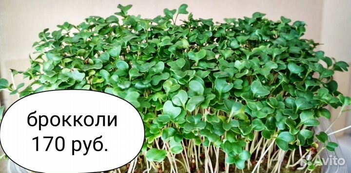 Микрозелень с Сити фермы