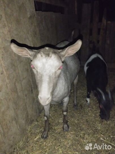 Коза дойная