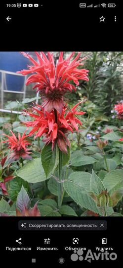 Саженцы монарды