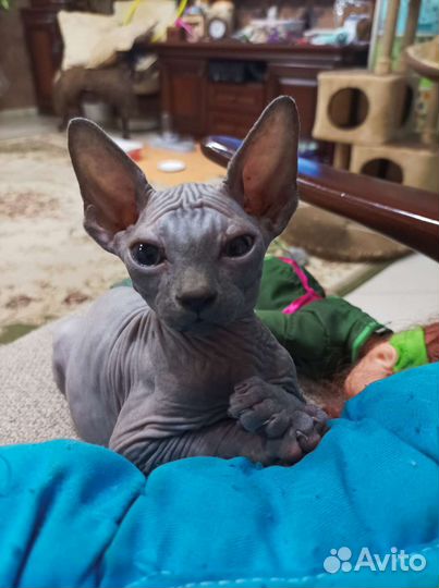 Канадский сфинкс