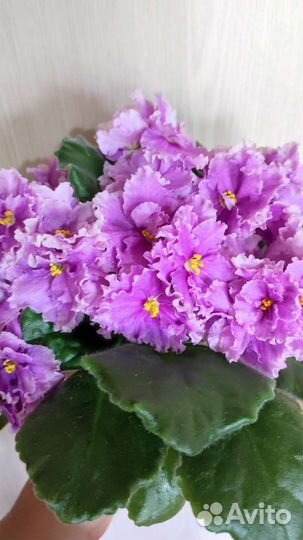 Сортовые фиалки