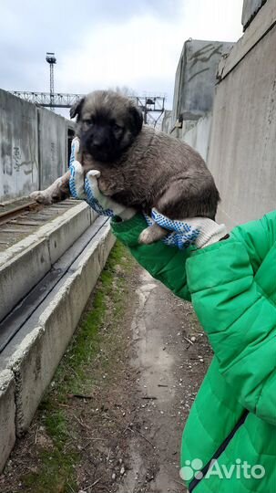 Щенки Лабрадор в добрые руки
