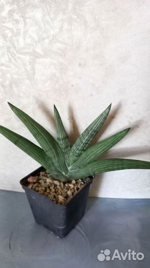 Сансевиерия Rockie