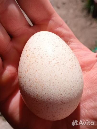 Инкубационное яйцо индейки