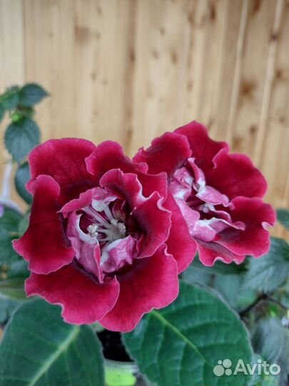 Глоксиния. (Часть первая )