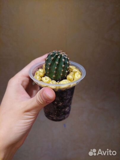 Кактусы и суккуленты