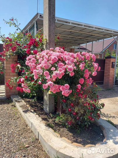 Роза на штамбе