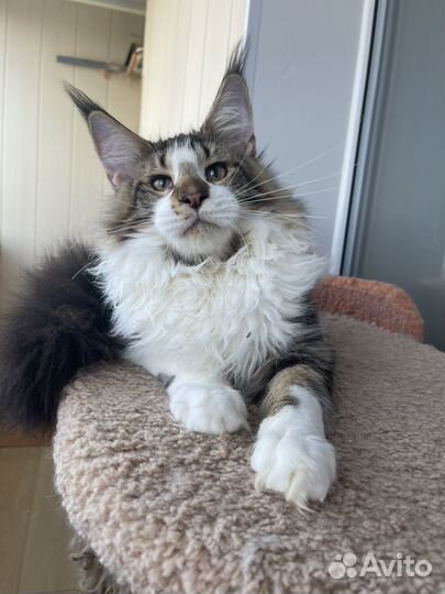 Котята мейн-кун