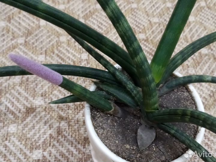 Кактусы и суккуленты