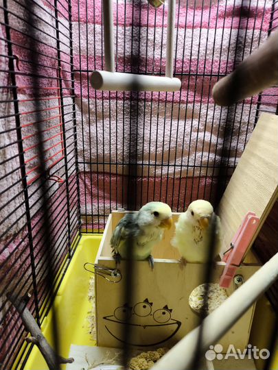 Попугаи кореллы и неразлучники