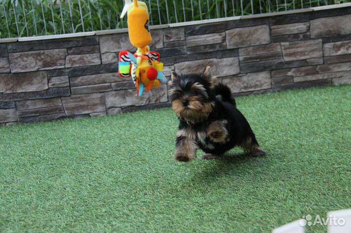 Йоркширский терьер мальчики