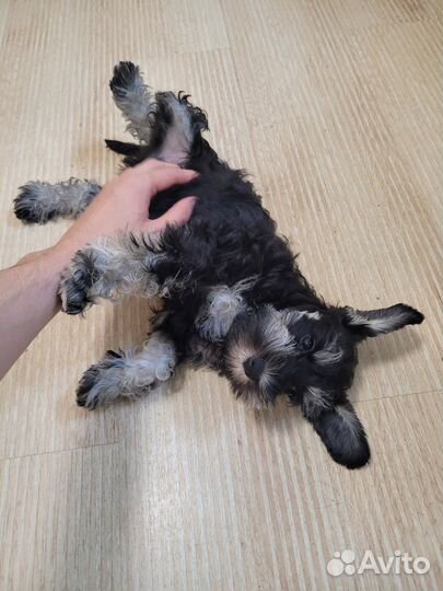 Щенок Цвергшнауцера